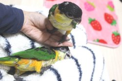 画像9: ズグロシロハラインコ★008お迎え頂きました♪