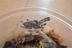 画像1: マイソールオーナメンタル　Poecilotheria striata