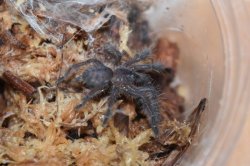 画像2: シンガポールブルー　 Lampropelma violaceopes