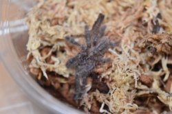 画像1: レッドスレート オーナメンタル　 Poecilotheria rufilata