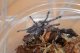 グーティサファイアオーナメンタル　Poecilotheria metallica