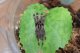 フリンジドオーナメンタル　 Poecilotheria ornata