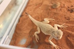 画像3: オオクチガマトカゲ