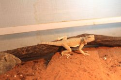 画像6: オオクチガマトカゲ