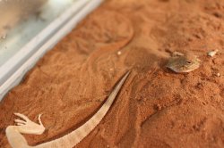 画像2: オオクチガマトカゲ