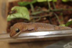 画像3: モニリスビロードヤモリ★EUCB