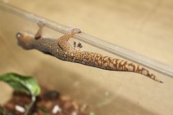 画像7: モニリスビロードヤモリ★EUCB