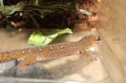 画像6: モニリスビロードヤモリ★EUCB