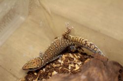 画像5: コッガービロードヤモリ★EUCB