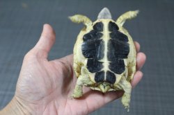 画像4: ニシヘルマンリクガメEUCB★B個体お迎えいただきました