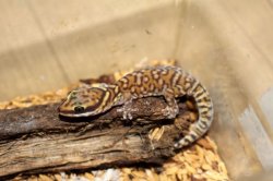 画像2: コッガービロードヤモリ★EUCB