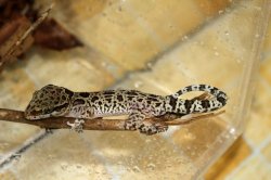 画像7: バタフライフォレストゲッコー★ペア