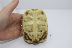 画像6: ソマリアリクガメ国内CBお迎えいただきました