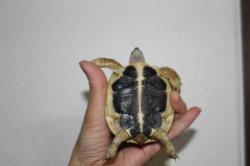 画像5: ニシヘルマンリクガメＥＵＣＢ★Ⅾ個体完売しました