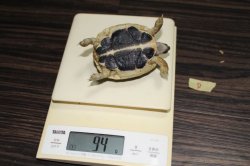 画像4: ニシヘルマンリクガメＥＵＣＢ★Ⅾ個体完売しました