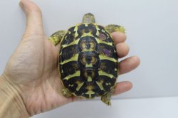 画像2: ニシヘルマンリクガメＥＵＣＢ★Ｅ個体完売しました