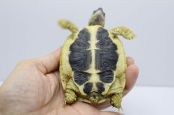 画像3: ニシヘルマンリクガメＥＵＣＢ★Ｅ個体完売しました