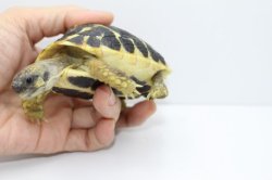 画像6: ニシヘルマンリクガメＥＵＣＢ★Ｅ個体完売しました