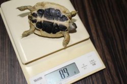 画像5: ニシヘルマンリクガメＥＵＣＢ★Ｅ個体完売しました