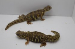 画像4: ゲイリートゲオアガマ（イエロ