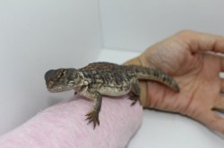 画像6: オビトゲオアガマEUCB（オレンジバンド） 完売しました