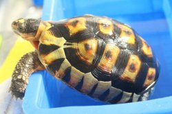 画像7: ソリガメ♂スーパーレッド完売致しました。