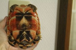 画像8: ソリガメ レッド　ツートン完売いたしました