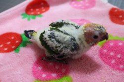 画像1: コガネメキシコインコ男の子お迎え頂きました♪