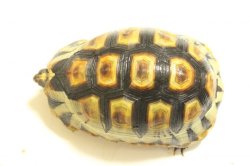 画像7: ソリガメ レッド　ツートン完売いたしました