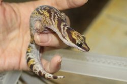 画像5: ハスオビビロードヤモリEUCB★ペア