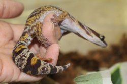 画像2: ハスオビビロードヤモリEUCB★ペア