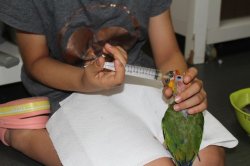 画像6: コガネメキシコインコ男の子お迎え頂きました♪