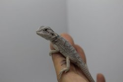 画像4: フトアゴヒゲトカゲハイポゼロ☆国内CB完売しました