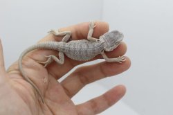 画像2: フトアゴヒゲトカゲハイポゼロ☆国内CB完売しました