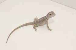 画像6: フトアゴヒゲトカゲハイポゼロ☆国内CB完売しました