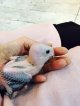 シロハラインコ　サプライ010女の子お迎え頂きました