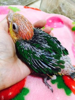 画像4: シロハラインコ　サプライ004男の子お迎え頂きました