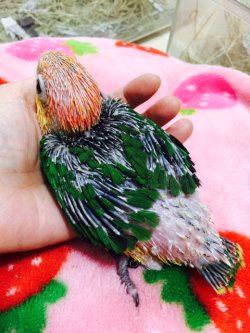 画像3: シロハラインコ　サプライ004男の子お迎え頂きました