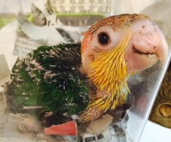 画像1: シロハラインコ　サプライ009男の子お迎え頂きました