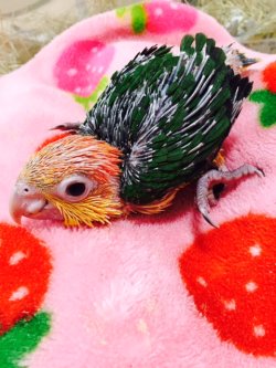 画像5: シロハラインコ　サプライ004男の子お迎え頂きました