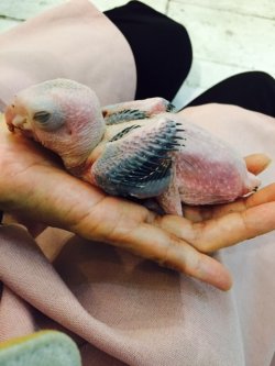 画像3: シロハラインコ　サプライ010女の子お迎え頂きました