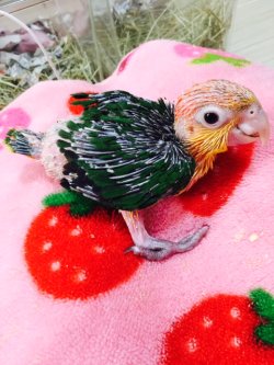 画像1: シロハラインコ　サプライ004男の子お迎え頂きました