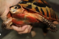 画像6: ソリガメ♂スーパーレッド完売致しました。