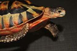 画像3: ソリガメ♂スーパーレッド完売致しました。