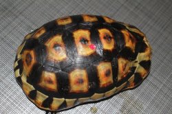 画像4: ソリガメ♂スーパーレッド完売致しました。