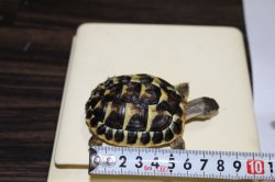 画像5: ニシヘルマンリクガメＥＵＣＢ★Ｂ個体完売しました