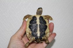 画像4: ニシヘルマンリクガメＥＵＣＢ★A個体完売しました