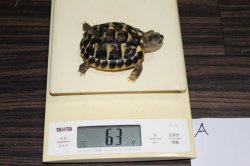 画像6: ニシヘルマンリクガメＥＵＣＢ★A個体完売しました