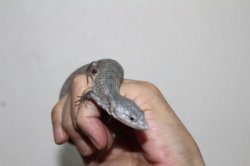 画像4: セアカツノアブロニアＥＵＣＢ♀完売しました