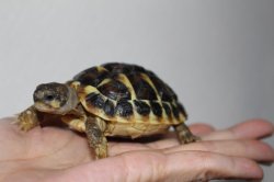 画像2: ニシヘルマンリクガメＥＵＣＢ★A個体完売しました